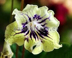 Image result for Streptocarpus kamerunensis