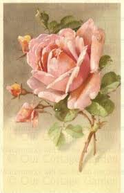 Victoian Peach Rose Ourcottagegarden Com Catherine Klein Flower Art Floral Painting