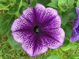 Petunia Carpet Blue Lace Plant Leaves Plants Petunias