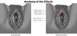 Where's the Clitoris? The Obfuscation of the Clitoris in Anatomy Education  | Sex[M]ed