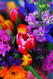 Maybe you would like to learn more about one of these? 50 Multi Colored Flowers Ideas Plants Flowers Beautiful Flowers