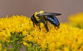Check spelling or type a new query. Thank A Native Bee Florida Wildlife Federation