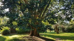 Le parc promet un dépaysement inédit, à seulement 5 minutes de la plage, une oasis de fraîcheur en plein cœur de la station. Ficus Elastica Ou Caoutchouc Du Jardin Des Plantes De Saint Cyprien Amazing Rubber Ficuselastica Green Botanicgarden S Ficus Elastica Ficus Plante Jardin