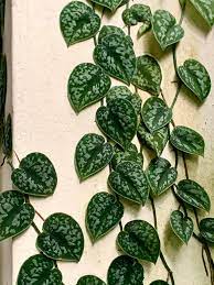 Plantfiles Pictures Scindapsus Species Satin Pothos Silver Vine Scindapsus Pictus By Kell In 2021 Variegated Plants Plant Collection Plants