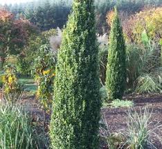 Image result for Buxus acutata