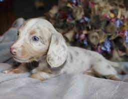 If you require a pup with breeding rights or for show quality with a top pedigree then expect to pay from $5,300 upwards to $9,000 or even more. Isabella And Tan Dapple Miniature Dachshund Puppies Texas Dachshund Puppies Dachshund Breed Dachshund Puppy Miniature