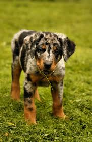 Give a puppy a forever home or rehome a rescue. 36 Beauceron Love Ideas Beauceron Best Dogs Dogs