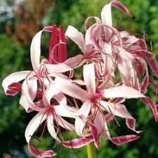 Recommended usda zones for queen emma crinum bulbs: Buy Queen Emma Crinum From Ty Ty Nursery