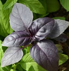 Image result for Ocimum