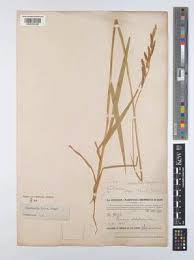 Image result for Urochloa jubata