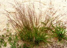 Image result for Aristida adoensis