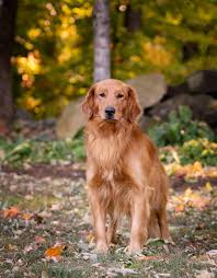 The golden retriever is a large sized, energetic breed, serving as efficient gun dogs used for retrieving waterfowl and game birds. Golden Retriever Puppies