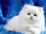 The Truth About Teacup Cats | PetMD
