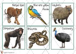 Teacher S Pet Activities Games Layers Of The Rainforest Sorting Eyfs Ks1 Ks2 Classroom Activity And Rainforest Classroom Rainforest Theme Teachers Pet