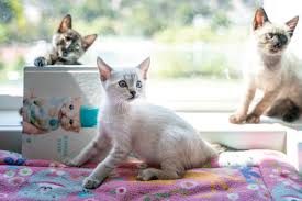 This family of kittens are named penelope, taz, sylvester, and marvin. Meet The Kitten Lady Hannah Shaw San Diego Home Garden Lifestyles