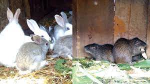 Rabbit Grass Cutter Farming Providing Income And Nutrition The Guardian Nigeria News Nigeria And World Newsbusiness The Guardian Nigeria News Nigeria And World News