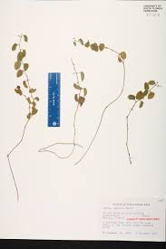 Image result for Tragia kirkiana