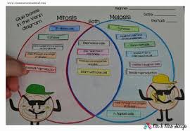 Mitosis Vs Meiosis Mitosis Vs Meiosis Mitosis Meiosis