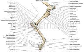 A horse with a broken leg is usually killed because it's very difficult for the broken leg of a horse to heal correctly. Anatomy Of The Horse Osteology