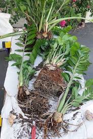 Propagation Bird Of Paradise Rhizome Propagating A Zz Plant By Division Getting 3 Plants From 1 Propagating Plants Plants Shade Plants Container