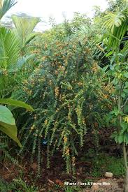 Image result for Brya