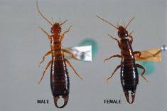 We are a local exterminator company that is family owned and operated. 20 Pest Control Pittsburgh Ideas Pest Control Insect Control Pittsburgh