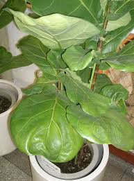 We did not find results for: Plants Of The Past Mid Century Modern House Plant Hobbyist