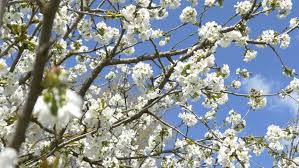 Tree with blue flowers in spring. Cherry Blossom Tree Branch 4k Flowers Spring Springtime Japan Background Sakura Blue Sky Seasonal Spring Summer Season Beautiful Delicate Scenery Blooming Blossoming Flowering Pink And White Flowers