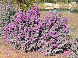 Small shrubs, less than 2 m (6.6 ft) tall are sometimes termed subshrubs Best Flowering Trees And Bushes For North Texas Texas Landscaping Backyard Flowering Trees Backyard Landscaping