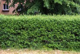 Collection by leaf on a branch designs, llc. 13 Best Shrubs For Making Hedges