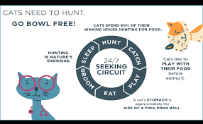 Feeding a variety of foods, also knowns as a rotation diet, ensures complete and balanced nutrition and prevents cats from being finicky eaters. Amazon Com Doc Phoebe S Indoor Hunting Cat Feeder Pet Supplies
