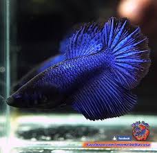 Live Betta Fish Female Blue Sapphire Rosetail Halfmoon Hm 1457 Betta Fish Betta Betta Tank