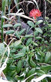 Image result for Combretum constrictum