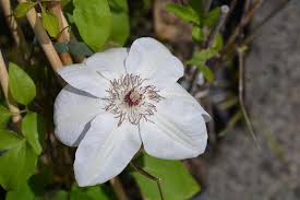 When should i prune my clematis miss bateman? Miss Bateman White Clematis Flowering Vine Stock Image Image Of Climber Striped 115931759