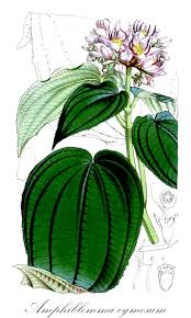 Image result for Dissotis pulchra