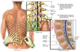 The right kidney hangs a little lower than the left, making it even more likely to cause lower back pain if it's infected, irritated, or inflamed. What Organs Are In Your Lower Back 6 Low Back Pain Symptoms Locations Treatments Causes All Internal Organs Are Situated In The Chest And Abdomen Lahijadesonic