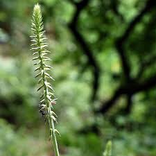 Image result for Achyranthes aspera