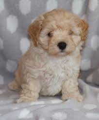 Join millions of people using oodle to find puppies for adoption, dog and puppy listings, and other pets adoption. Maltipoo Puppies For Sale Panama City Beach Fl 278285