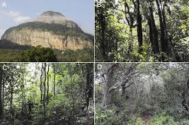 Image result for Lepidotrichilia volkensii