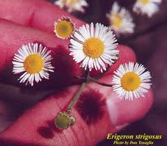 Image result for Oxyanthus strigosus