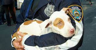 Aspca Provides Animal Cruelty Investigations Training For Nypd | Aspca