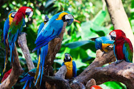 Many of these can't be found elsewhere and are specially adapted to the hot and humid climate in the. Top 10 Wildlife To Spot In The Amazon