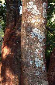 Image result for Excoecaria bussei