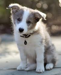 Blue Long Hair Border Collie Puppy Collie Puppies Collie Dog Border Collie Puppies
