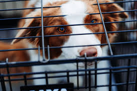 Hope you find this helpful 💡. Your Guide To Crate Training Petsecure