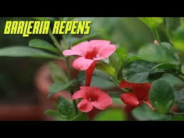 Image result for Barleria randii