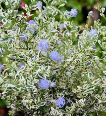 Image result for Ceanothus