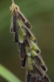 Image result for Indigofera astragalina