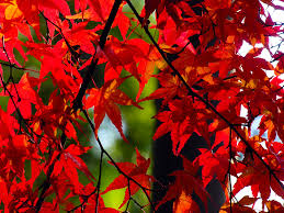 紅葉もみじと竹葉の緑