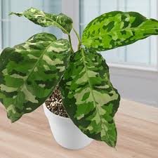 Image result for Monadenium crenatum